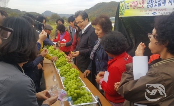 샤인머스캣 생산기술의 초고봉을 가리기위해 모인사람들로 북적이는 평가회장